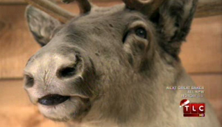 Illustration for article titled Kate Gosselin Absolutely Abhors Sarah Palin's Alaska